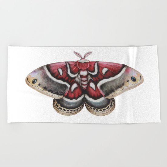 Moth - HYALOPHORA GLOVERI - Glover's silkmoth By Magda Opoka Beach Towel