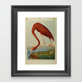 American Flamingo by John Audubon (1785 – 1851) Reproduction. Framed Art Print