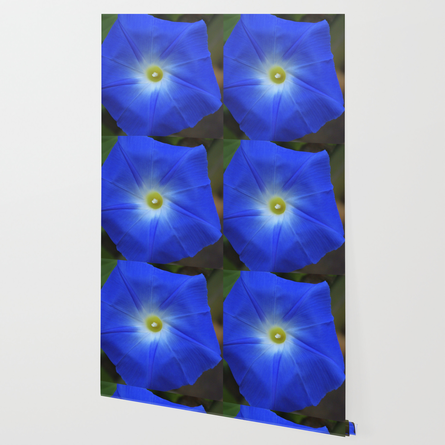 Blue Heavenly Blue Morning Glory Wallpaper By Rvjdesigns Society6