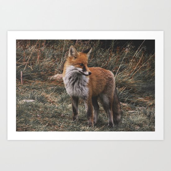 Feelin' Foxy Art Print