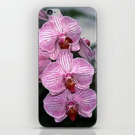 Pink Butterfly Phalaenopsis Orchid iPhone Skin