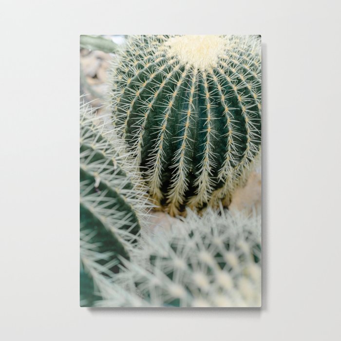 Cuddling cacti - 5 Metal Print