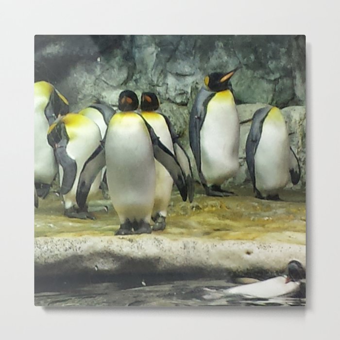 Group of Penguins Metal Print