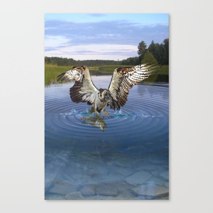 Fish Hawk Canvas Print
