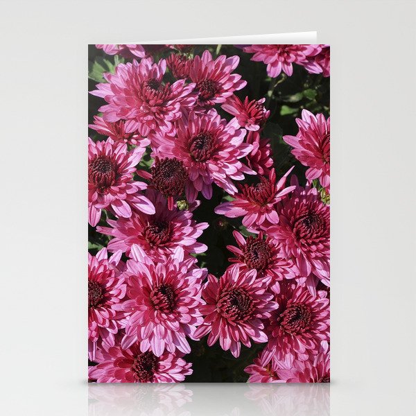 Pink Chrysanthemums Stationery Cards