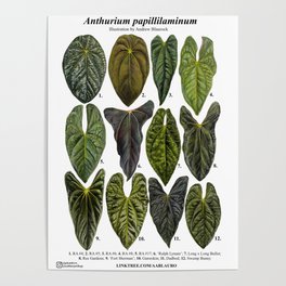 Anthurium papillilaminum clones: part 1 Poster