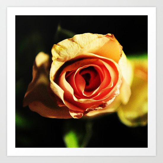 Yellow Rose Art Print