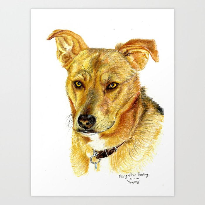 German shepherd hotsell cross staffy