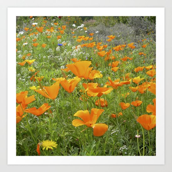 california poppy VIII Art Print