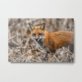 Red Foxy Fox Metal Print | Hunting, Outdoors, Fox, Fur, Hunt, Wild, Closeup, Red, Outdoor, Watching 