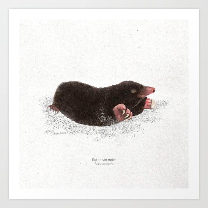 European mole scientific illustration art print Art Print by Mesa Studios |  Society6