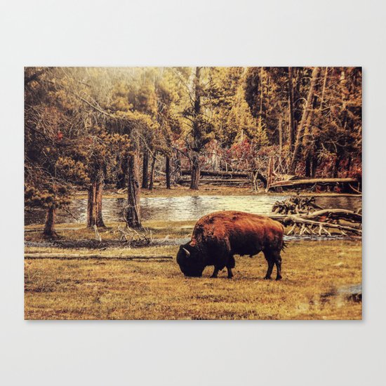BUFFALO AND RIVER Canvas Print