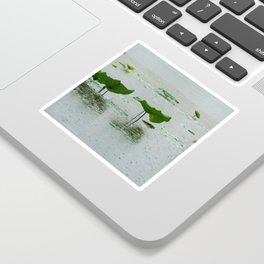 Lotus Leaves on a Rainy Day Sticker