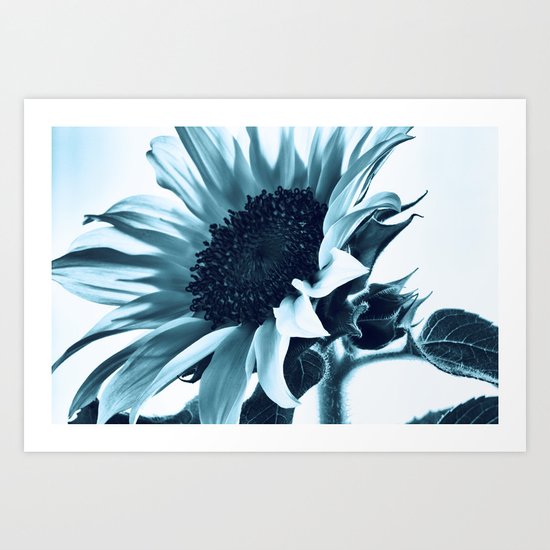 Blue Sunflower Art Print