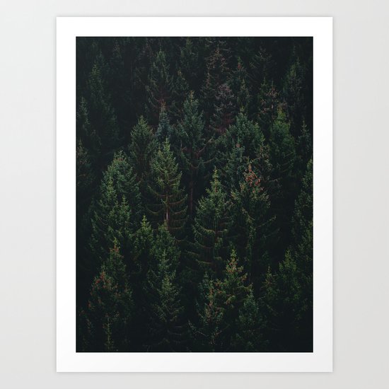 Forest of Pines Art Print