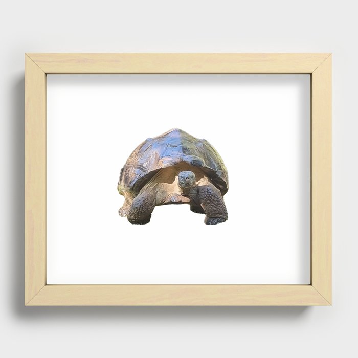 The wise old Tortoise Recessed Framed Print