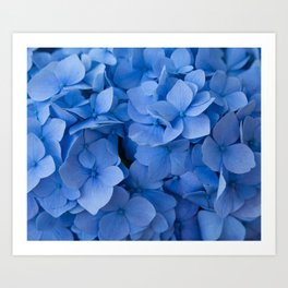 Blue Summer Flowers Art Print