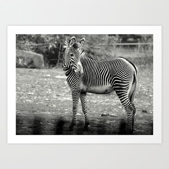 Zebra Art Print