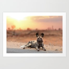 African wild dog photo Art Print