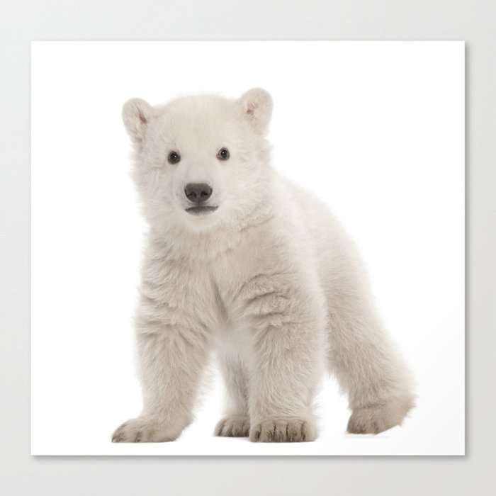 Baby polar bear Canvas Print