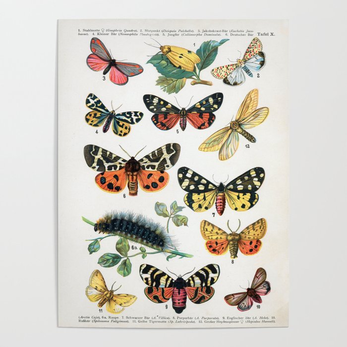 LAMINATED 61X91CM EDUCATIONAL WALL CHART NEW BUTTERFLIES OF THE WORLD POSTER 