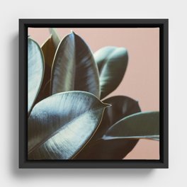 Ficus Elastica #2 Framed Canvas