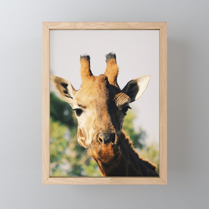 Giraffe Framed Mini Art Print