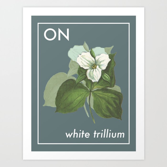 Provincial Flowers - Ontario Art Print