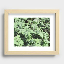 Kale #2 Recessed Framed Print