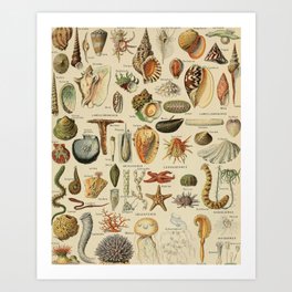 Mollusques by Adolphe Millot Art Print