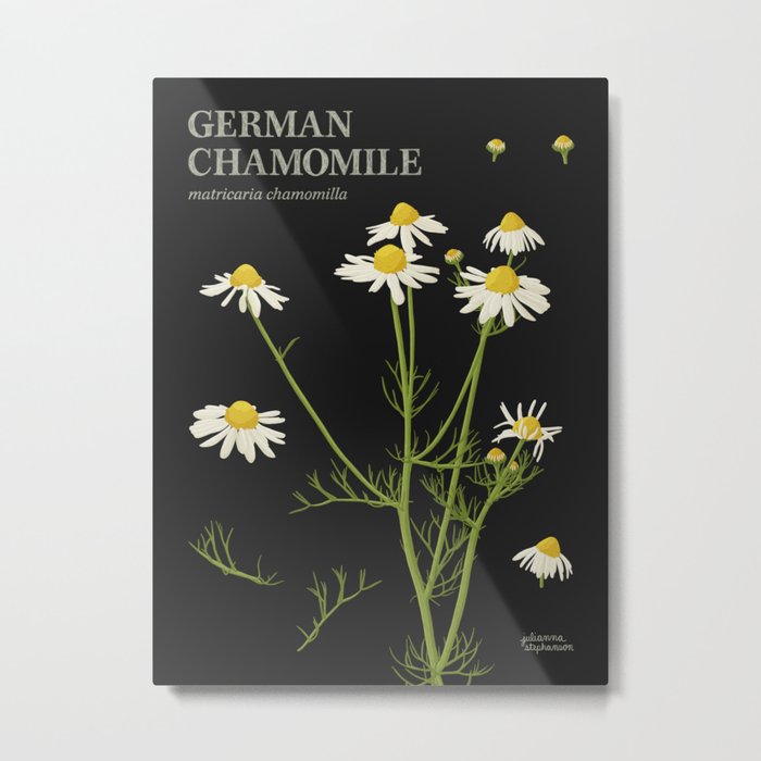 Botanical German Chamomile (Black) Metal Print