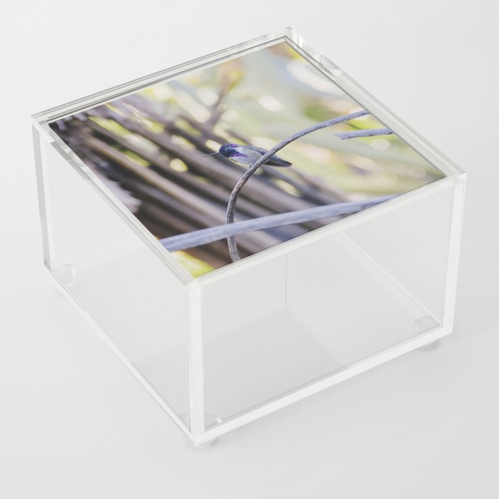 Hummingbird / Palm Springs Acrylic Box