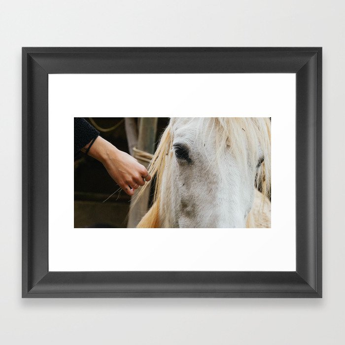 Horse Framed Art Print