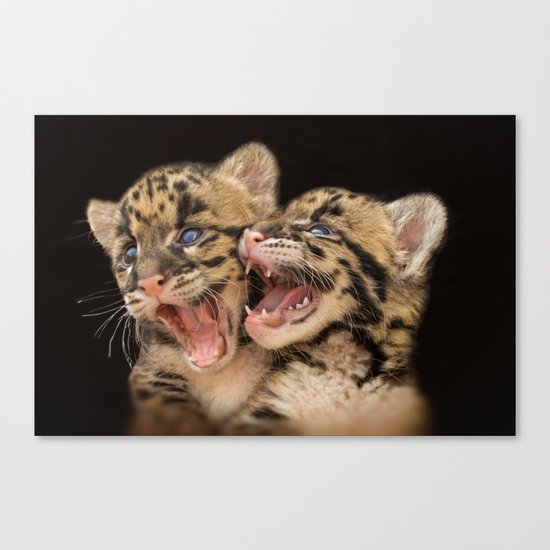 CLOUDED LEOPARD CUBS LOVE Canvas Print