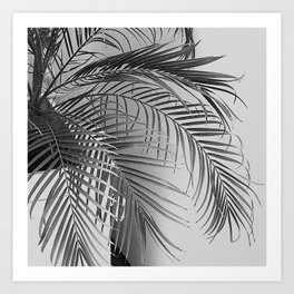 Black And White Palm Leaves In Planter Box  Art Print