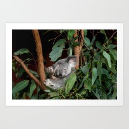 Koala with joey | Travel photography Australia print Art Print