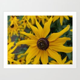 Sun flower for flower lover Art Print