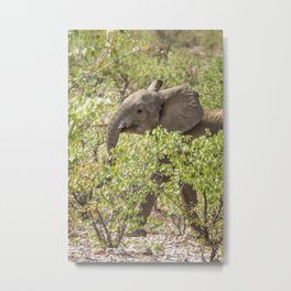 Desert Elephant Calf at Grootberg Metal Print | Photo, Damaraland, Color, Wildlife, Grey, Elephantcalf, Desertelephant, Young, White, Tan 