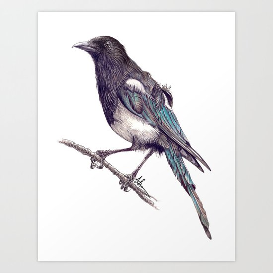 Juvenile Magpie Art Print