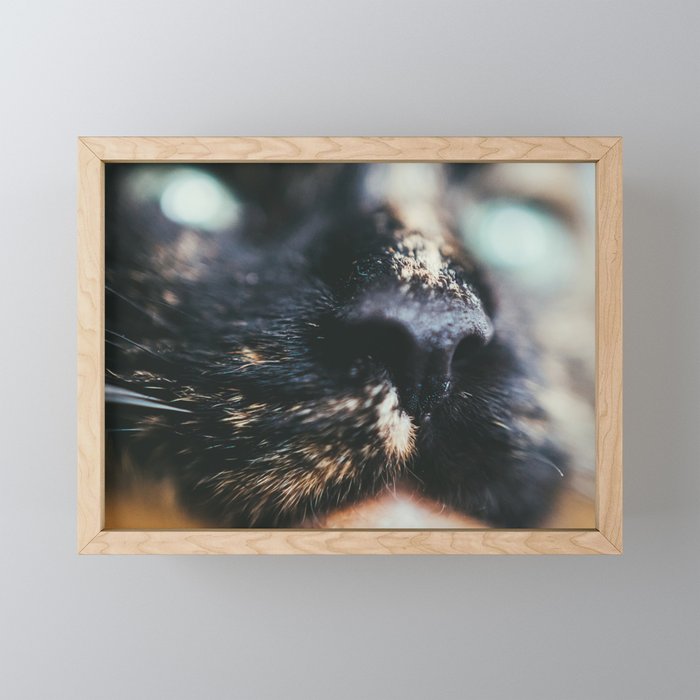 Bokeh Eye Surprise. Tortie Cat Photograph Framed Mini Art Print