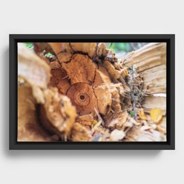 Heartwood After the Fall Framed Canvas