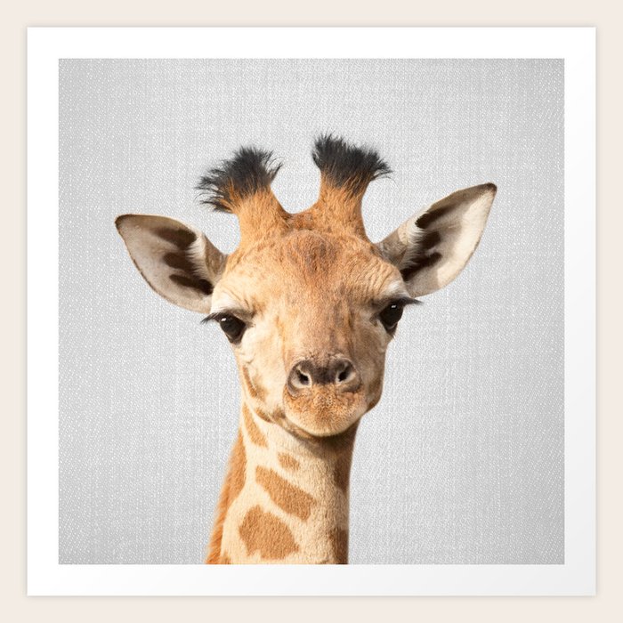 Baby Giraffe Colorful Art Print By Gal Design Society6