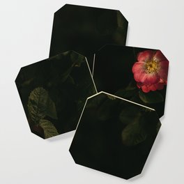 The pink flower | Nature | Flower | Fine art | Dark photograhy Coaster
