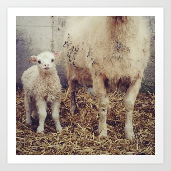 Sheep #2 Art Print