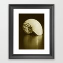 Seashell Series No. 2 Framed Art Print