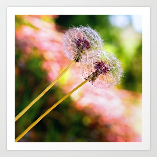 Dandelion Duo Art Print