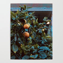 Oranges in the Courtyard Poster