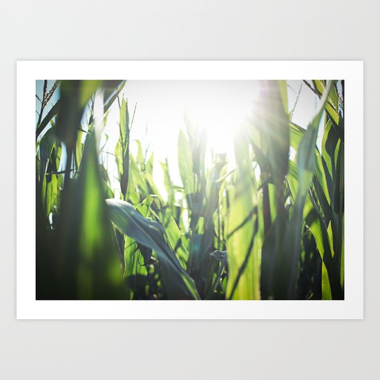 Corn Art Print