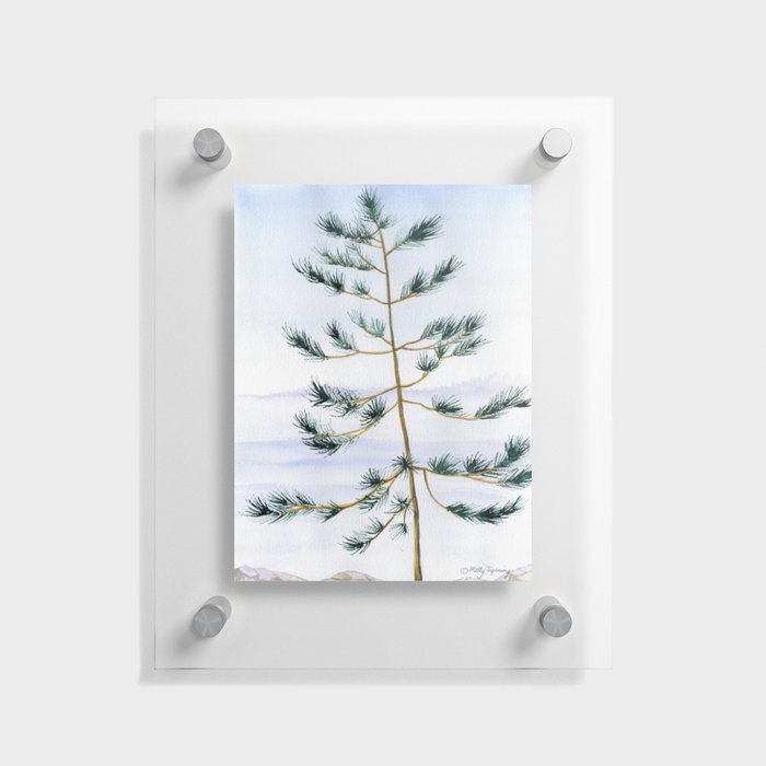 Lone White Pine Tree Floating Acrylic Print