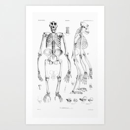 Vintage Gorilla Skeleton Art Print
